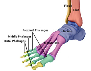 Normal Anatomy of the Foot & Ankle