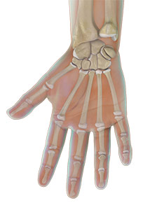 Hand Anatomy